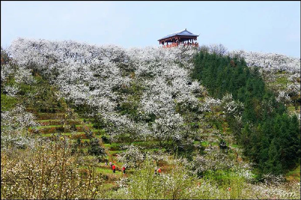 【春天，广西桂林灌阳县向您发出邀请！】我们在灌阳看梨花 - 游山玩水 - 三亚生活社区 - 三亚28生活网 sanya.28life.net