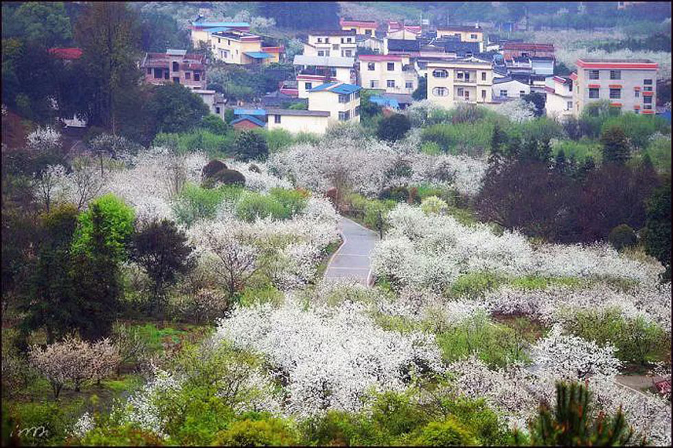 【春天，广西桂林灌阳县向您发出邀请！】我们在灌阳看梨花 - 游山玩水 - 三亚生活社区 - 三亚28生活网 sanya.28life.net
