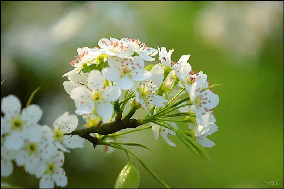 【春天，广西桂林灌阳县向您发出邀请！】我们在灌阳看梨花 - 游山玩水 - 三亚生活社区 - 三亚28生活网 sanya.28life.net