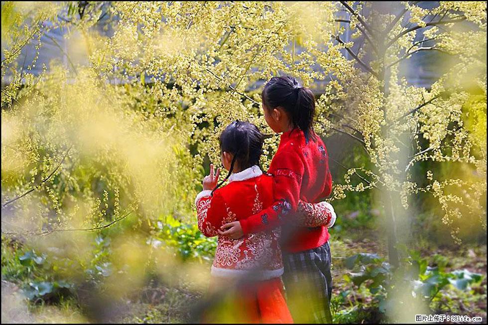 【春天，广西桂林灌阳县向您发出邀请！】米珠山前有片山苍子花在飘香 - 游山玩水 - 三亚生活社区 - 三亚28生活网 sanya.28life.net