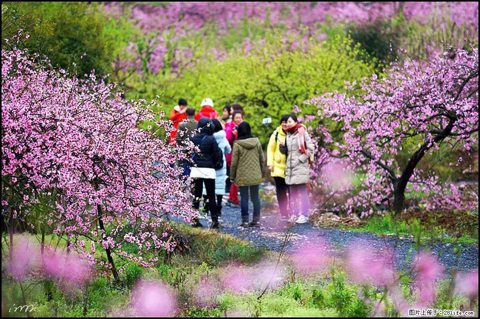 【春天，广西桂林灌阳县向您发出邀请！】官庄村有个醉美的桃花园 - 游山玩水 - 三亚生活社区 - 三亚28生活网 sanya.28life.net