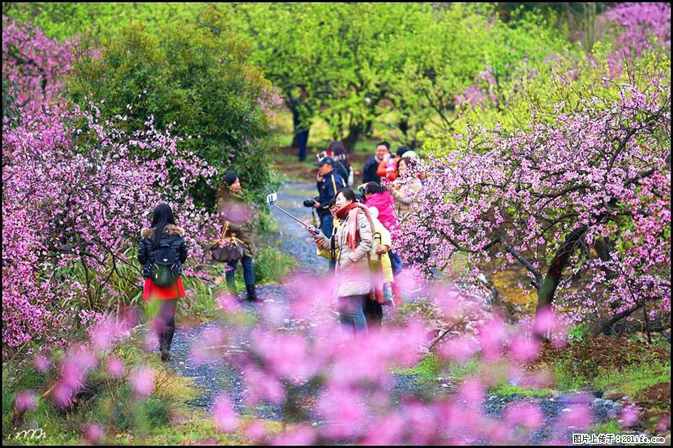【春天，广西桂林灌阳县向您发出邀请！】官庄村有个醉美的桃花园 - 游山玩水 - 三亚生活社区 - 三亚28生活网 sanya.28life.net