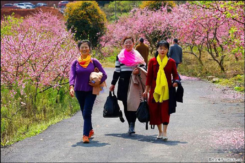 【春天，广西桂林灌阳县向您发出邀请！】官庄村有个醉美的桃花园 - 游山玩水 - 三亚生活社区 - 三亚28生活网 sanya.28life.net