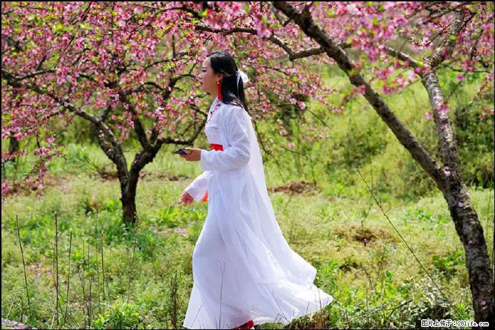 【春天，广西桂林灌阳县向您发出邀请！】官庄村有个醉美的桃花园 - 游山玩水 - 三亚生活社区 - 三亚28生活网 sanya.28life.net