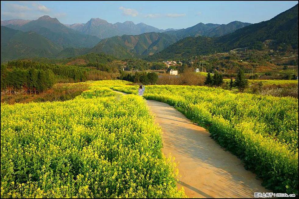 【春天，广西桂林灌阳县向您发出邀请！】长坪村油菜盛情花开 - 游山玩水 - 三亚生活社区 - 三亚28生活网 sanya.28life.net