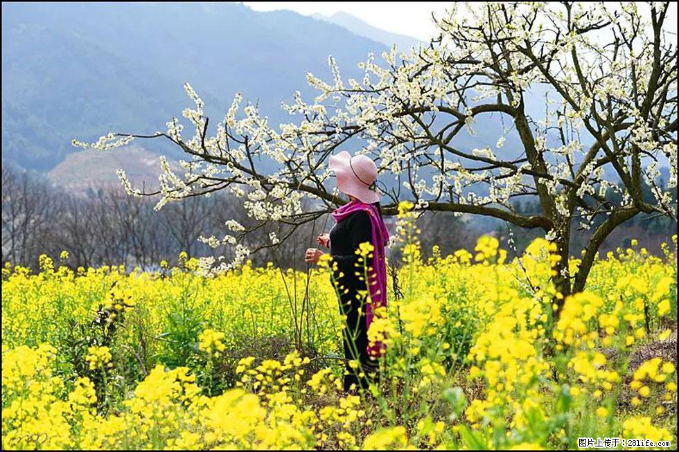 【春天，广西桂林灌阳县向您发出邀请！】长坪村油菜盛情花开 - 游山玩水 - 三亚生活社区 - 三亚28生活网 sanya.28life.net