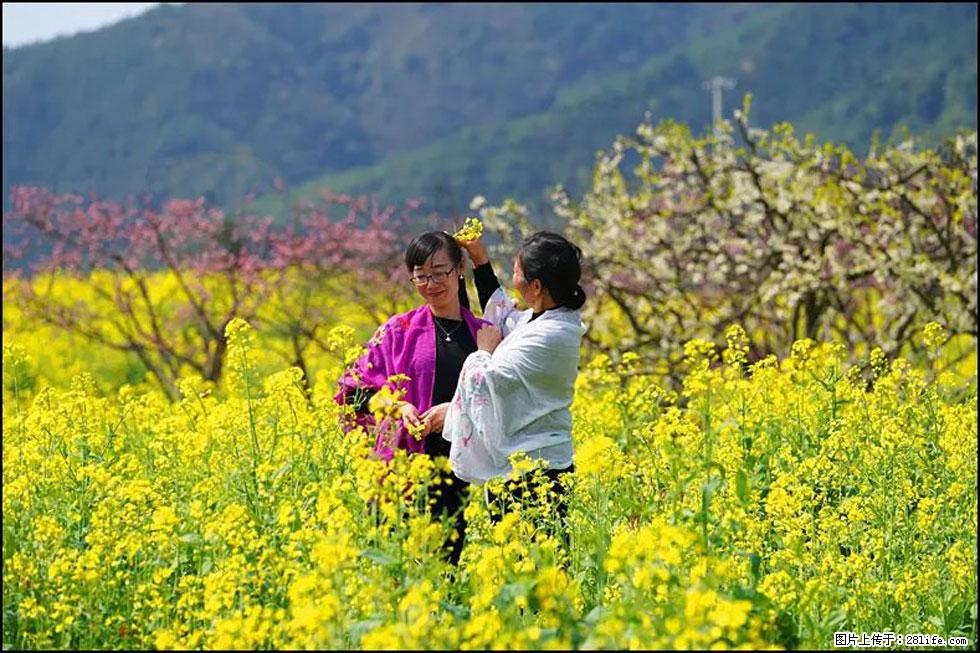 【春天，广西桂林灌阳县向您发出邀请！】长坪村油菜盛情花开 - 游山玩水 - 三亚生活社区 - 三亚28生活网 sanya.28life.net