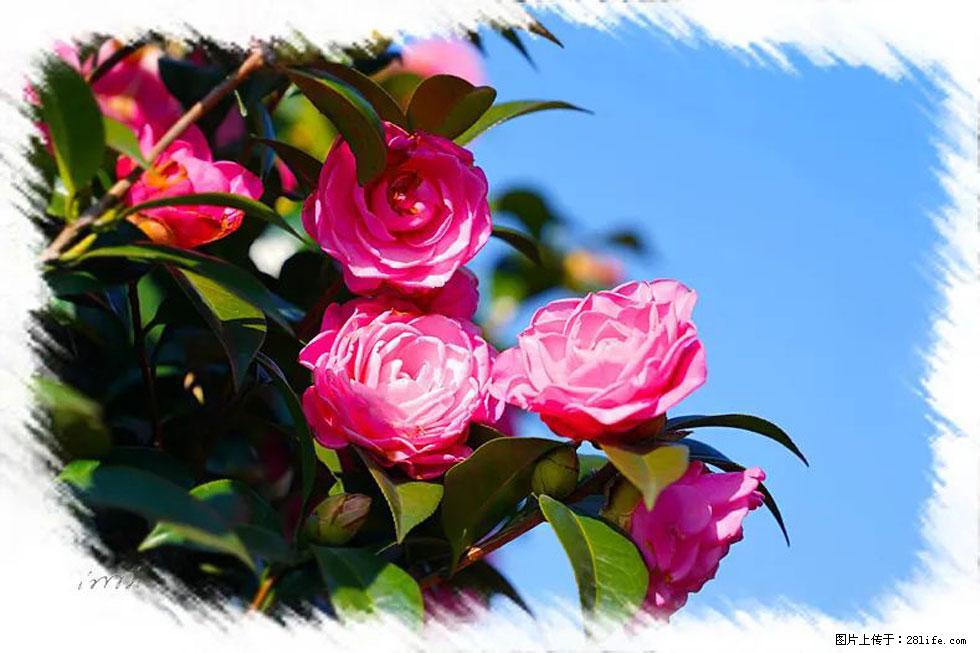 【春天，广西桂林灌阳县向您发出邀请！】杨柳井茶花惹人爱 - 游山玩水 - 三亚生活社区 - 三亚28生活网 sanya.28life.net