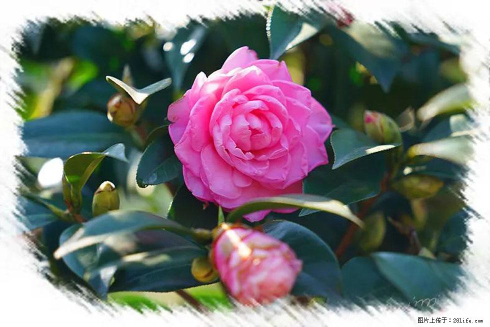【春天，广西桂林灌阳县向您发出邀请！】杨柳井茶花惹人爱 - 游山玩水 - 三亚生活社区 - 三亚28生活网 sanya.28life.net