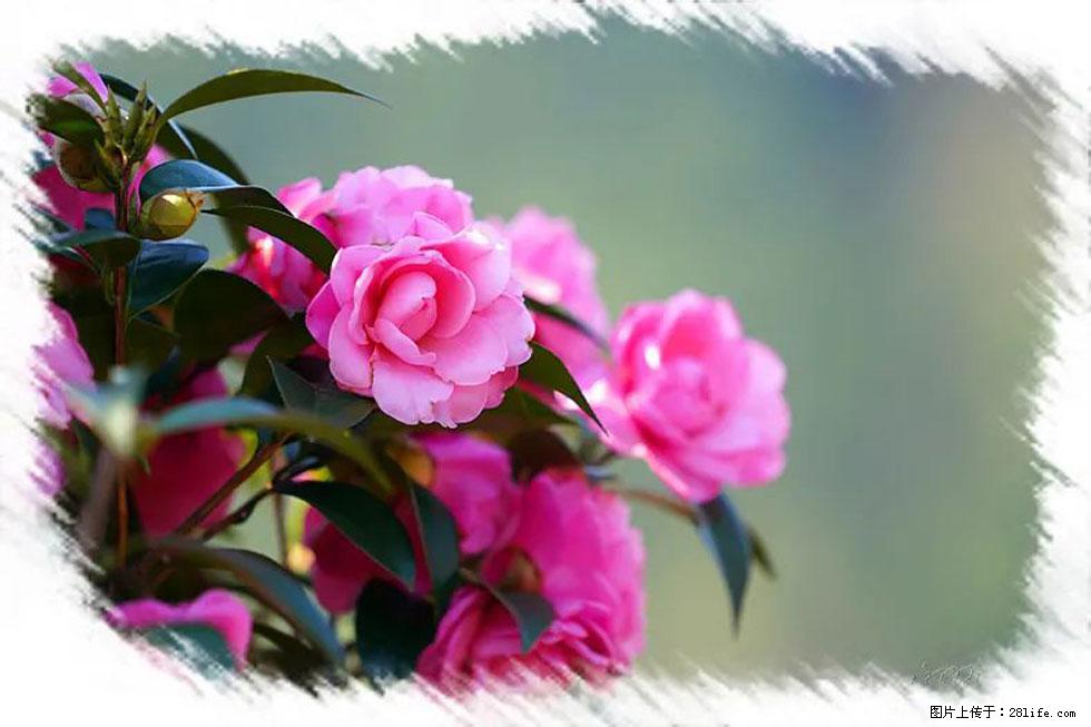 【春天，广西桂林灌阳县向您发出邀请！】杨柳井茶花惹人爱 - 游山玩水 - 三亚生活社区 - 三亚28生活网 sanya.28life.net
