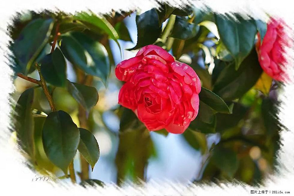 【春天，广西桂林灌阳县向您发出邀请！】杨柳井茶花惹人爱 - 游山玩水 - 三亚生活社区 - 三亚28生活网 sanya.28life.net