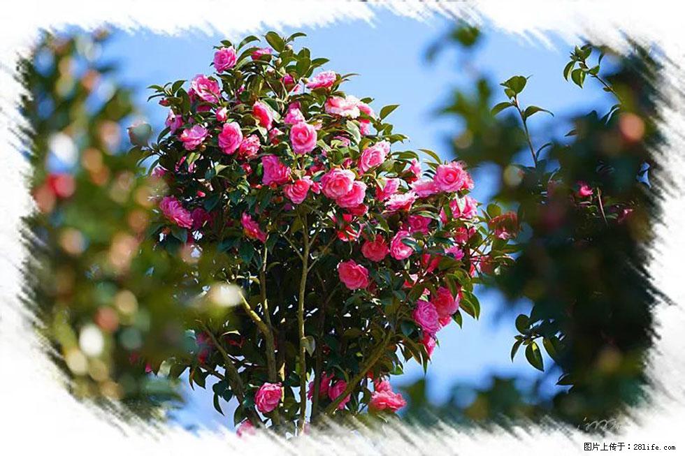 【春天，广西桂林灌阳县向您发出邀请！】杨柳井茶花惹人爱 - 游山玩水 - 三亚生活社区 - 三亚28生活网 sanya.28life.net
