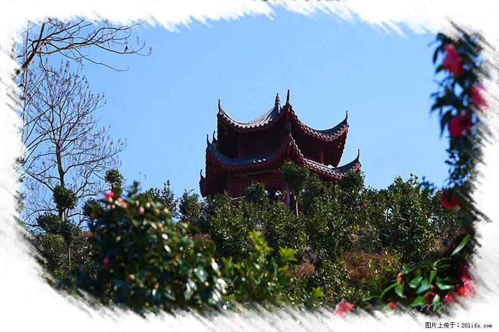 【春天，广西桂林灌阳县向您发出邀请！】杨柳井茶花惹人爱 - 游山玩水 - 三亚生活社区 - 三亚28生活网 sanya.28life.net