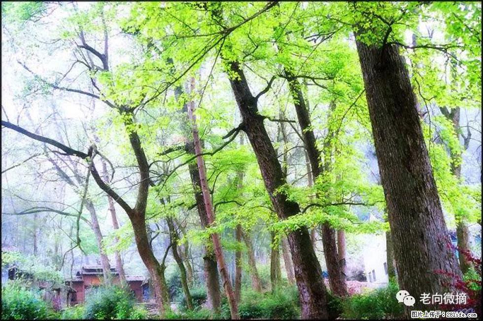 【春天，广西桂林灌阳县向您发出邀请！】在小龙村与春天约会 - 游山玩水 - 三亚生活社区 - 三亚28生活网 sanya.28life.net