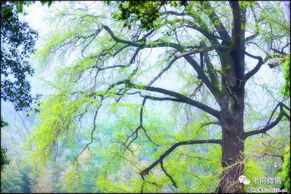【春天，广西桂林灌阳县向您发出邀请！】在小龙村与春天约会 - 游山玩水 - 三亚生活社区 - 三亚28生活网 sanya.28life.net