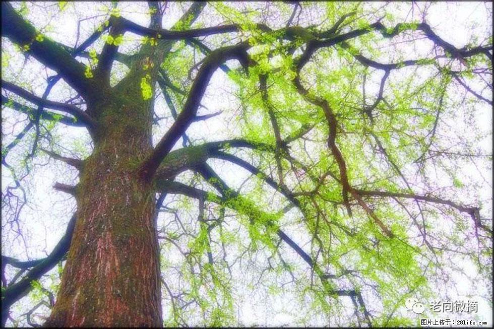 【春天，广西桂林灌阳县向您发出邀请！】在小龙村与春天约会 - 游山玩水 - 三亚生活社区 - 三亚28生活网 sanya.28life.net