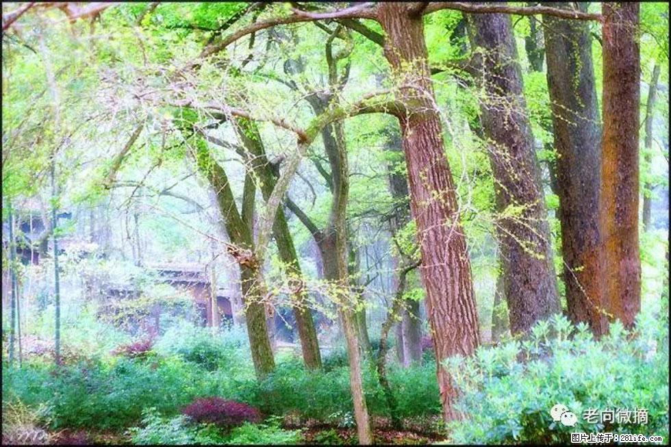 【春天，广西桂林灌阳县向您发出邀请！】在小龙村与春天约会 - 游山玩水 - 三亚生活社区 - 三亚28生活网 sanya.28life.net