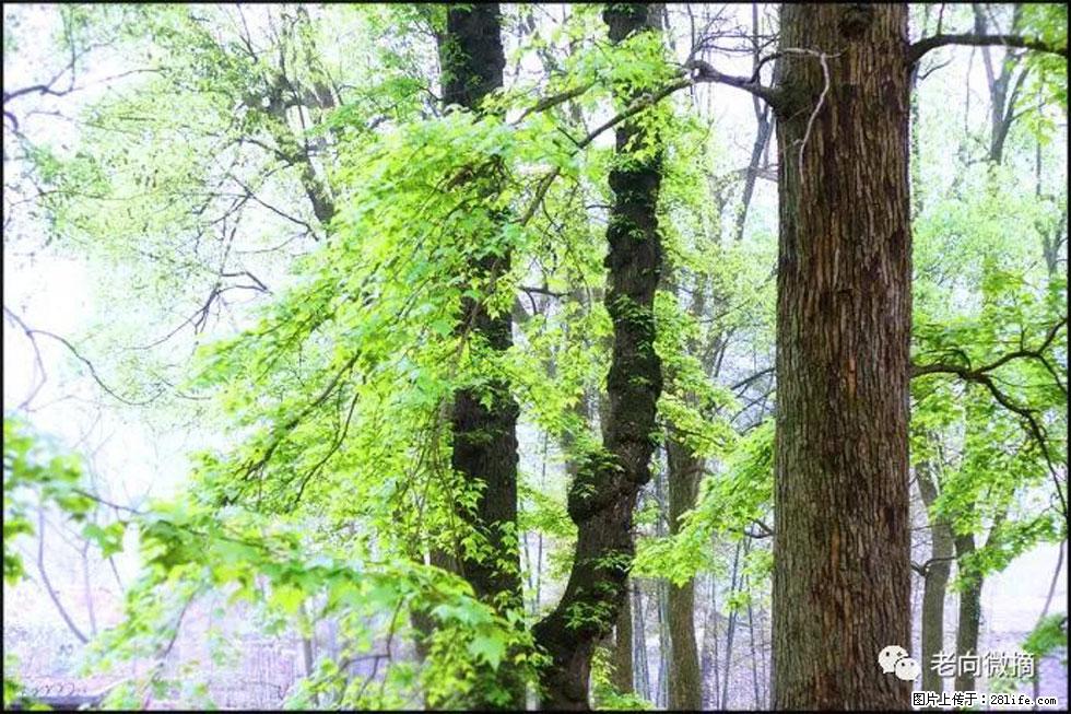 【春天，广西桂林灌阳县向您发出邀请！】在小龙村与春天约会 - 游山玩水 - 三亚生活社区 - 三亚28生活网 sanya.28life.net