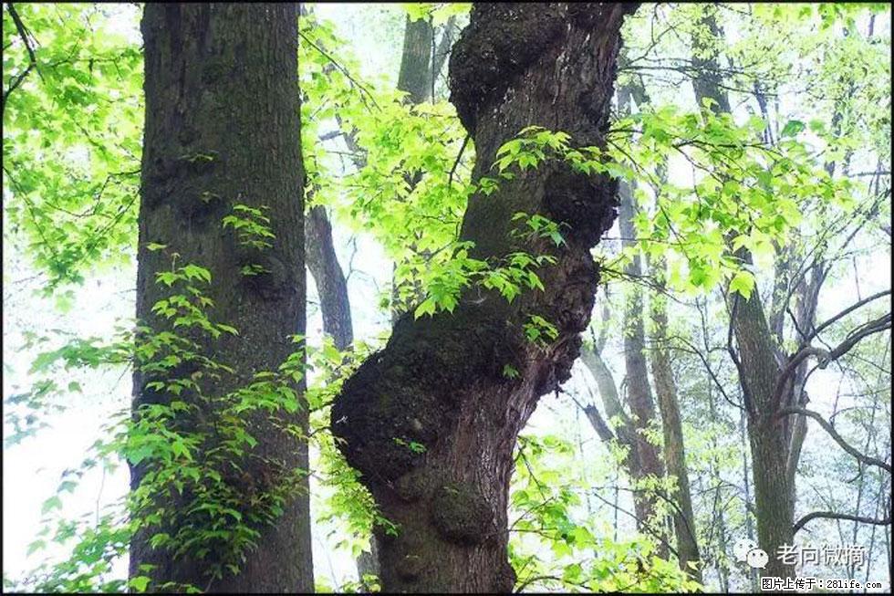【春天，广西桂林灌阳县向您发出邀请！】在小龙村与春天约会 - 游山玩水 - 三亚生活社区 - 三亚28生活网 sanya.28life.net
