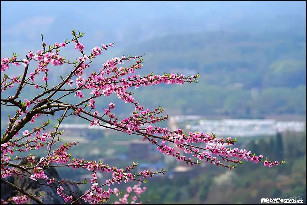 【春天，广西桂林灌阳县向您发出邀请！】望月岭上桃花开 - 游山玩水 - 三亚生活社区 - 三亚28生活网 sanya.28life.net