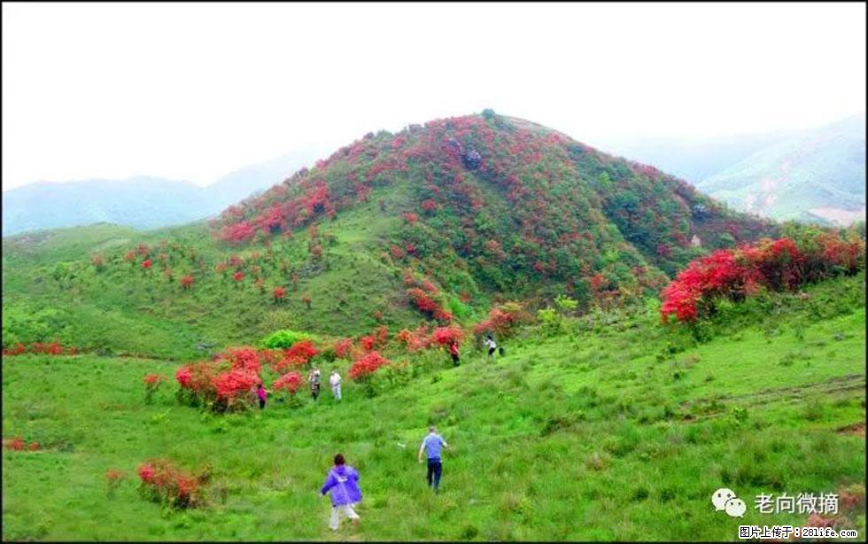 【春天，广西桂林灌阳县向您发出邀请！】宝盖山上映山红 - 游山玩水 - 三亚生活社区 - 三亚28生活网 sanya.28life.net