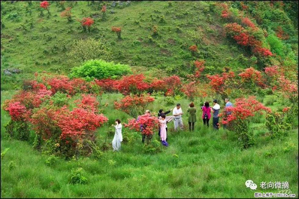 【春天，广西桂林灌阳县向您发出邀请！】宝盖山上映山红 - 游山玩水 - 三亚生活社区 - 三亚28生活网 sanya.28life.net