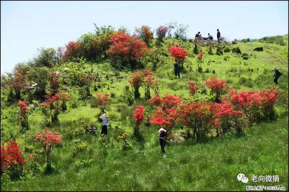【春天，广西桂林灌阳县向您发出邀请！】宝盖山上映山红 - 游山玩水 - 三亚生活社区 - 三亚28生活网 sanya.28life.net