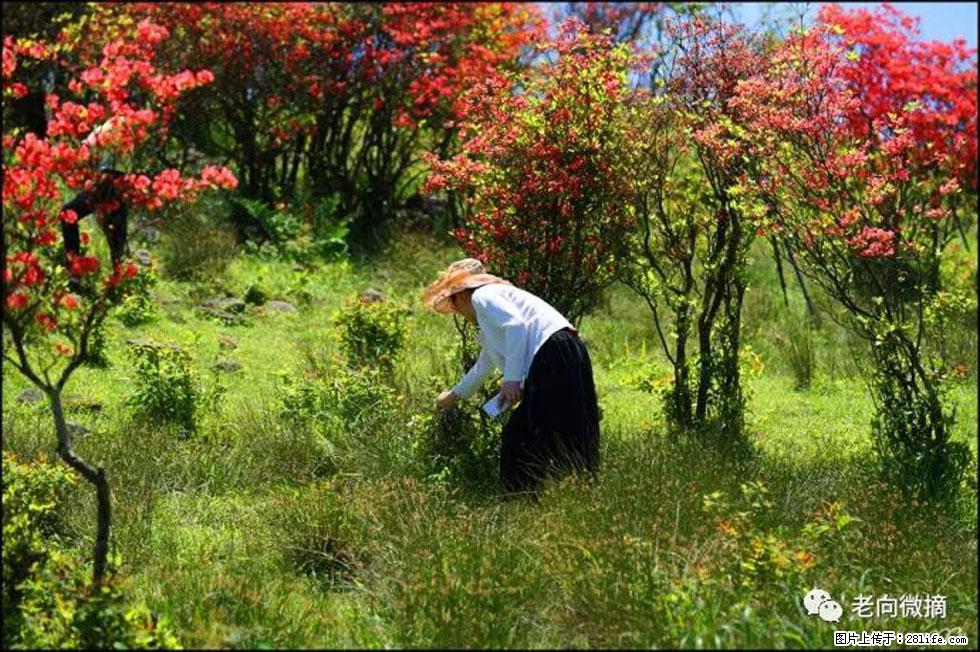 【春天，广西桂林灌阳县向您发出邀请！】宝盖山上映山红 - 游山玩水 - 三亚生活社区 - 三亚28生活网 sanya.28life.net