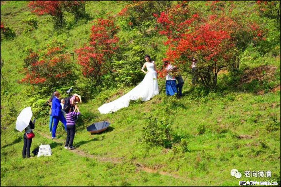 【春天，广西桂林灌阳县向您发出邀请！】宝盖山上映山红 - 游山玩水 - 三亚生活社区 - 三亚28生活网 sanya.28life.net