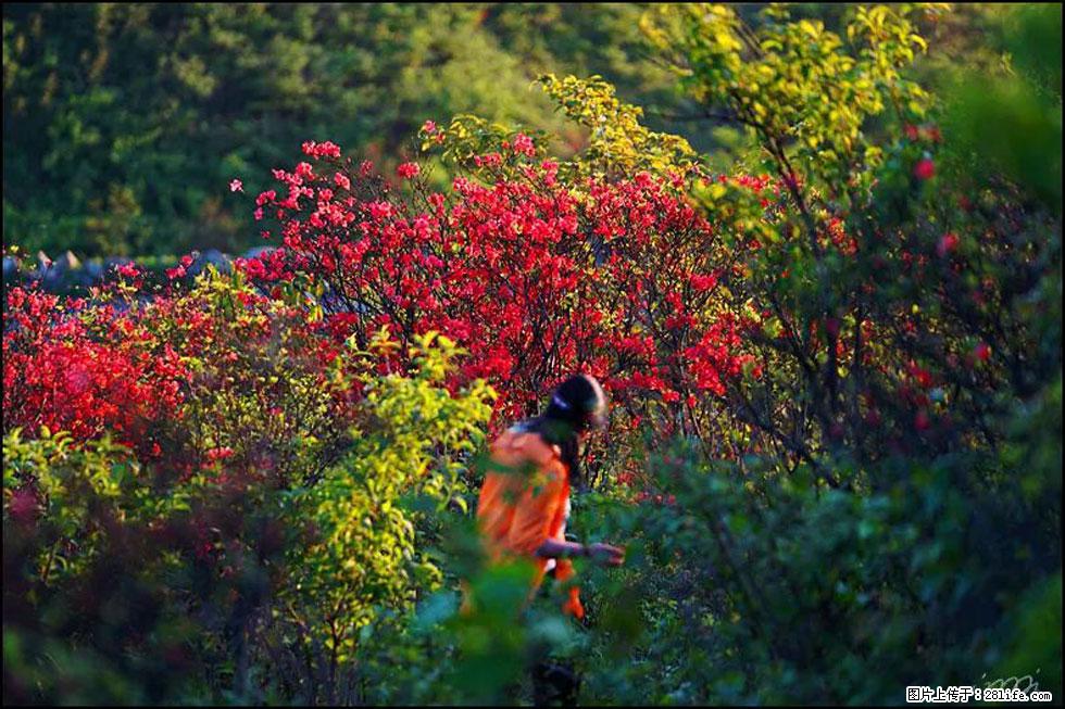 【春天，广西桂林灌阳县向您发出邀请！】春木界上映山红 - 游山玩水 - 三亚生活社区 - 三亚28生活网 sanya.28life.net