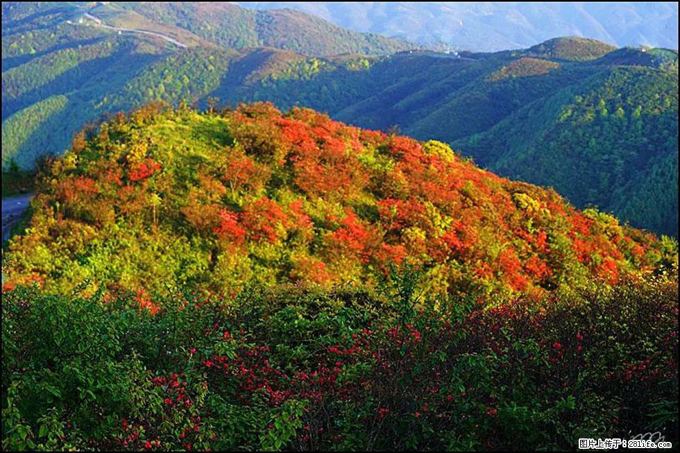 【春天，广西桂林灌阳县向您发出邀请！】春木界上映山红 - 游山玩水 - 三亚生活社区 - 三亚28生活网 sanya.28life.net