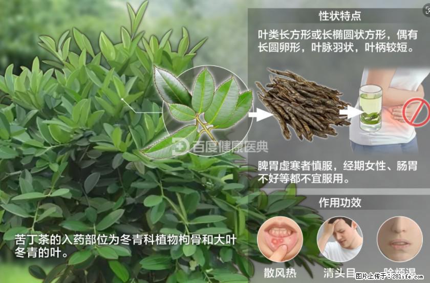 苦丁茶有哪些功效和作用 - 生活百科 - 三亚生活社区 - 三亚28生活网 sanya.28life.net