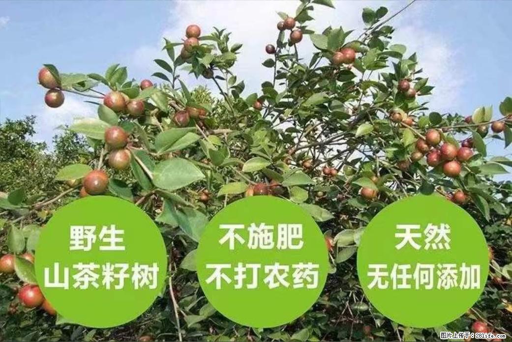 【灌阳县油茶产业示范区】一个有着充实的精神生活的人,对待身外之物自会有一种淡泊的态度 - 美食天地 - 三亚生活社区 - 三亚28生活网 sanya.28life.net