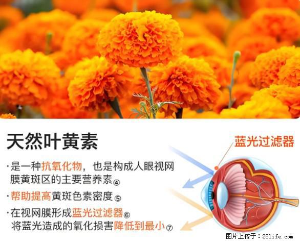 叶黄素有什么功效和作用 - 生活百科 - 三亚生活社区 - 三亚28生活网 sanya.28life.net