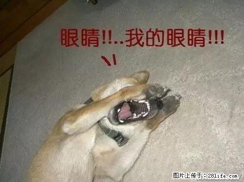 笑癫了！一女的怀孕三年未生，他终于忍不住了... - 娱乐八卦 - 三亚生活社区 - 三亚28生活网 sanya.28life.net