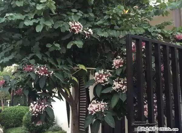 雅居乐清水湾碧海帆影新泰式别墅（内带电梯）出租，过年短租！ - 房屋出租 - 房屋租售 - 三亚分类信息 - 三亚28生活网 sanya.28life.net