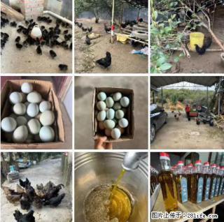 油茶园从小鸡仔开始养起的纯土鸡、土鸡蛋可以预定啦！还有前几天刚榨的纯山茶油哦 - 三亚28生活网 sanya.28life.net