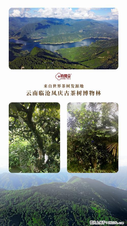 时间果百年古树2025年春红茶 - 购物交流 - 三亚生活社区 - 三亚28生活网 sanya.28life.net