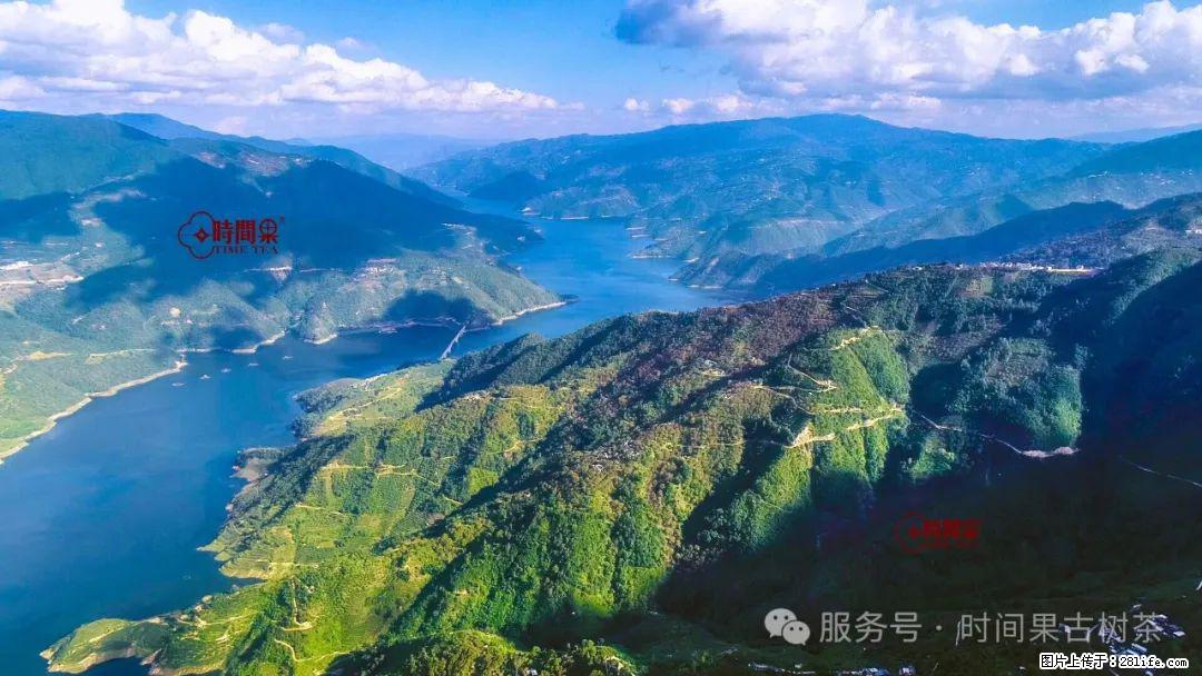 时间果百年古树龙珠普洱生茶 - 购物交流 - 三亚生活社区 - 三亚28生活网 sanya.28life.net