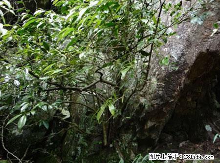 平乐石崖茶，珍贵仅次于金花茶 - 三亚生活资讯 - 三亚28生活网 sanya.28life.net
