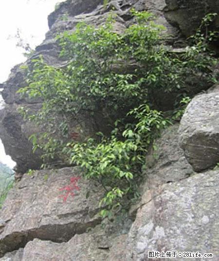 平乐石崖茶，珍贵仅次于金花茶 - 三亚生活资讯 - 三亚28生活网 sanya.28life.net