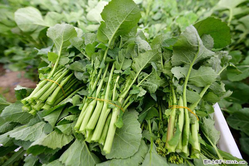 这些蔬菜是“天然钙片”，这6种被医生重点推荐 - 三亚生活资讯 - 三亚28生活网 sanya.28life.net